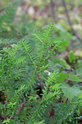 Taxus canadensis- Canada Yew