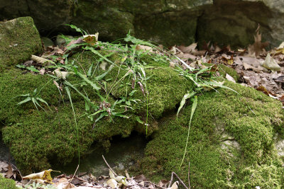 Asplenium rhizophyllum- Walking Fern