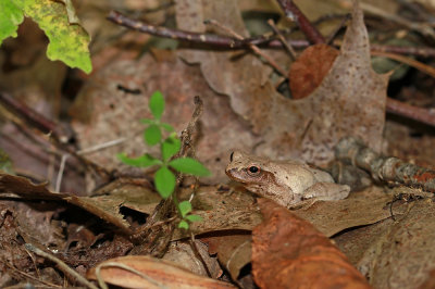 Northern Spring Peeper