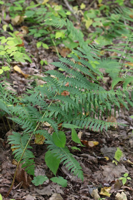 possible hybrid of Dryopteris marginalis and D. goldiana