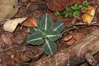 Goodyera pubescens- Rattlesnake Orchid