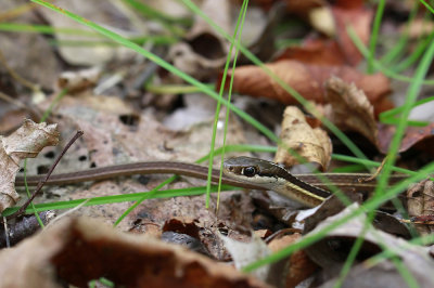 Ribbon Snake