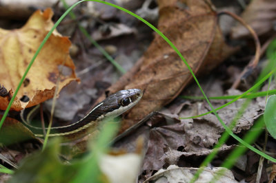 Eastern Ribbon Snake