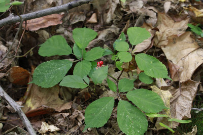 Panax quinquefolius- American Ginseng