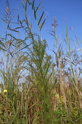 Eupatorium capillifolium- Dog Fennel