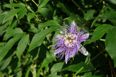 Passiflora incarnata- Purple Passion Flower