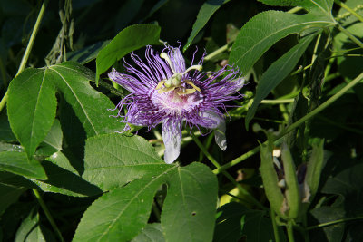 Passiflora incarnata- Purple Passion Flower