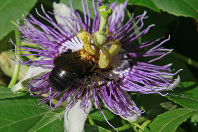 Passiflora incarnata- Purple Passion Flower