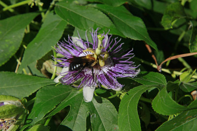 Passiflora incarnata- Purple Passion Flower