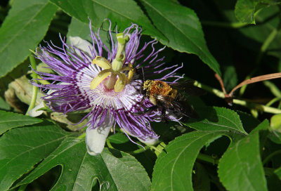 Passiflora incarnata- Purple Passion Flower