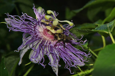 Passiflora incarnata- Purple Passion Flower