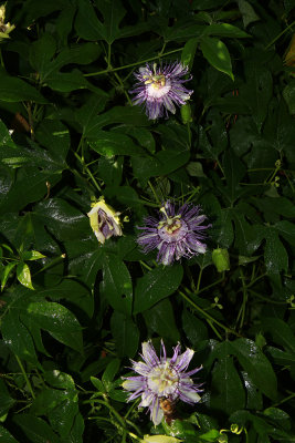 Passiflora incarnata- Purple Passion Flower