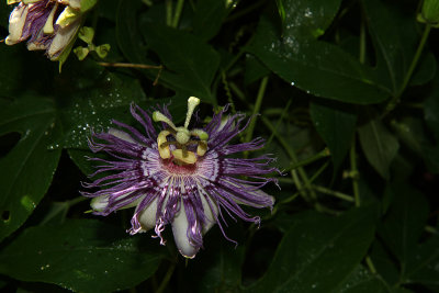 Passiflora incarnata- Purple Passion Flower