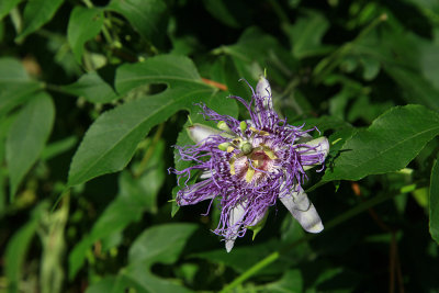 Passiflora incarnata- Purple Passion Flower