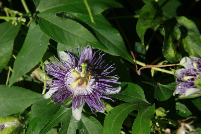 Passiflora incarnata- Purple Passion Flower