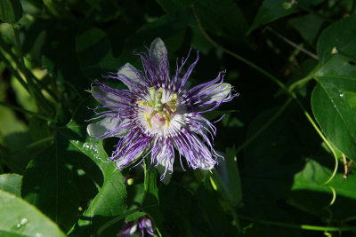 Passiflora incarnata- Purple Passion Flower
