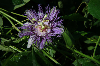 Passiflora incarnata- Purple Passion Flower
