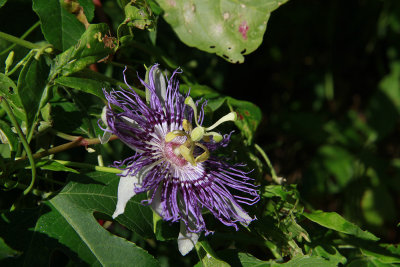 Passiflora incarnata- Purple Passion Flower