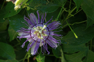 Passiflora incarnata- Purple Passion Flower