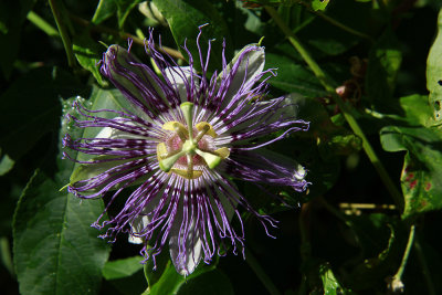 Passiflora incarnata- Purple Passion Flower