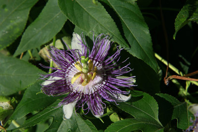 Passiflora incarnata- Purple Passion Flower