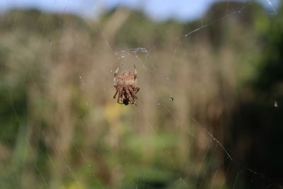 Spider with prey