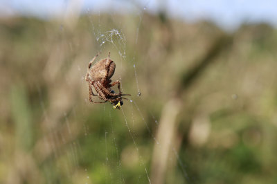 Spider with prey