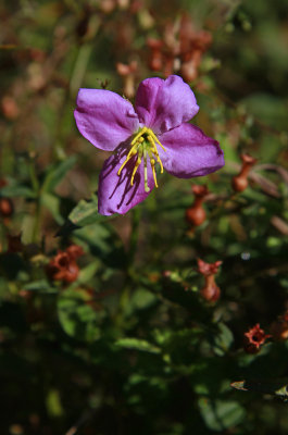 Rhexia mariana var. ventricosa- Showy Meadow Beauty