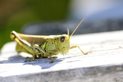 Grasshopper