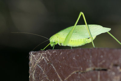 Katydid