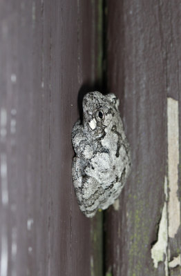 Gray Treefrog