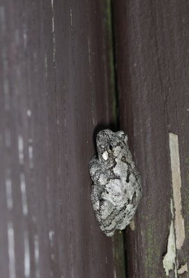 Gray Treefrog sp.