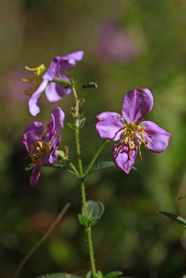 Rhexia mariana var. ventricosa- Showy Meadow Beauty
