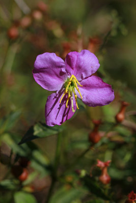 Rhexia mariana var. ventricosa- Showy Meadow Beauty