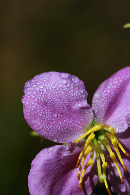 Rhexia mariana var. ventricosa- Showy Meadow Beauty