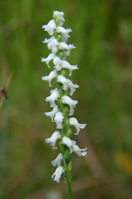 Spiranthes cernua- Burlington Co.