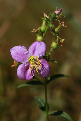 Rhexia mariana var. ventricosa- Showy Meadow Beauty