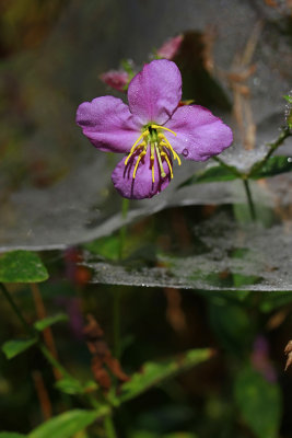 Rhexia mariana var. ventricosa- Showy Meadow Beauty