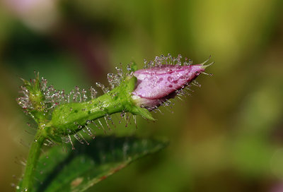 Rhexia mariana var. ventricosa- Showy Meadow Beauty