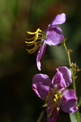 Rhexia mariana var. ventricosa- Showy Meadow Beauty