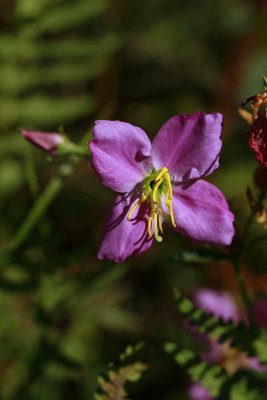 Rhexia mariana var. ventricosa- Showy Meadow Beauty