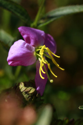 Rhexia mariana var. ventricosa- Showy Meadow Beauty