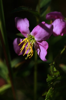 Rhexia mariana var. ventricosa- Showy Meadow Beauty