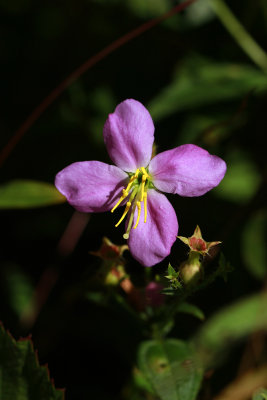 Rhexia mariana var. ventricosa- Showy Meadow Beauty