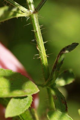 _MG_4685.jpg
