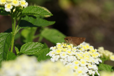 Ocola Skipper