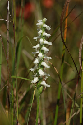 Spiranthes odorata- Marsh Lady's Tresses