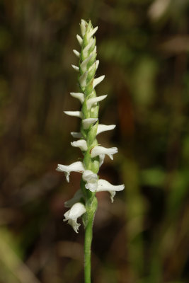 Spiranthes odorata- Marsh Lady's Tresses