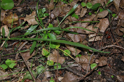 Spiranthes odorata- Marsh Lady's Tresses