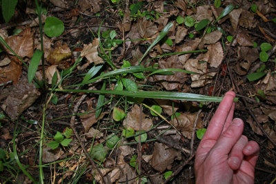 Spiranthes odorata- Marsh Lady's Tresses